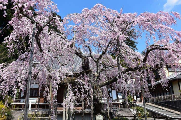 大平山神社の枝垂れ桜