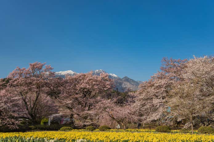 ラッパ水仙と桜