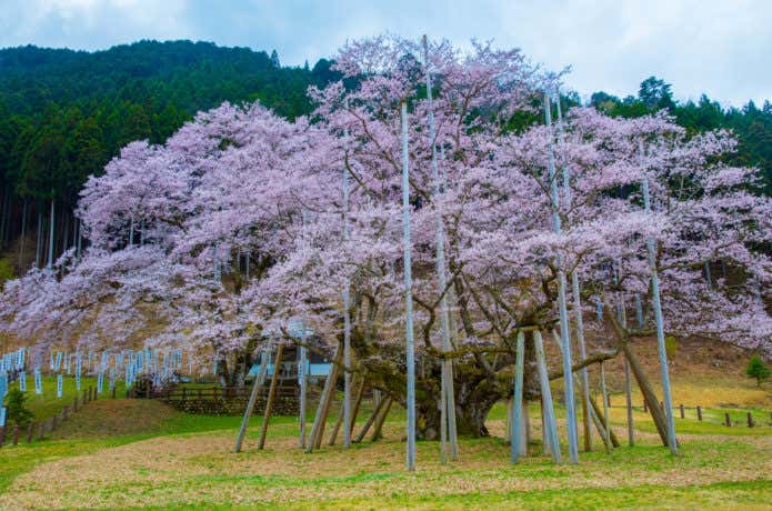 根尾谷淡墨桜