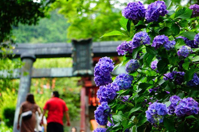 太平山のあじさい