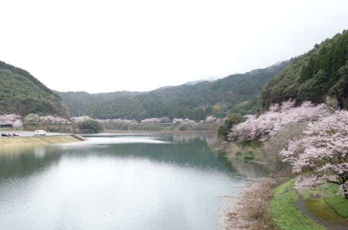 市房ダム湖の桜