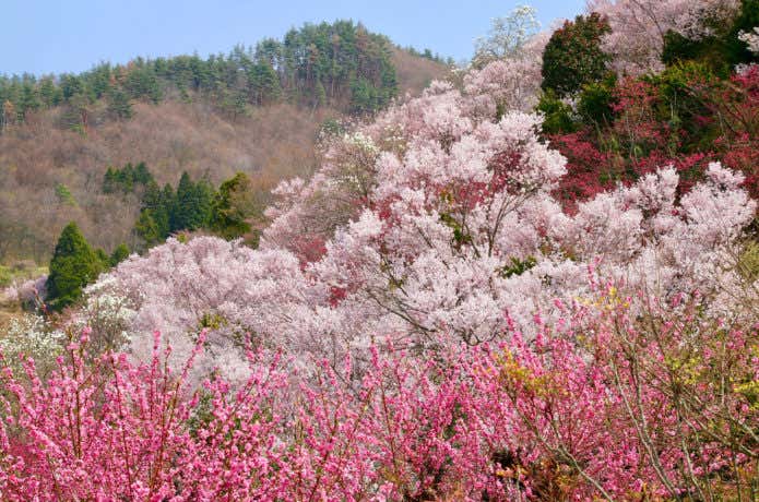 花見山公園の桜絨毯