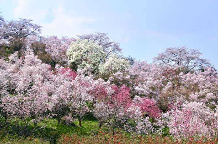 花見山の桜