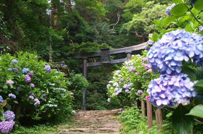 太平山神社のあじさい坂
