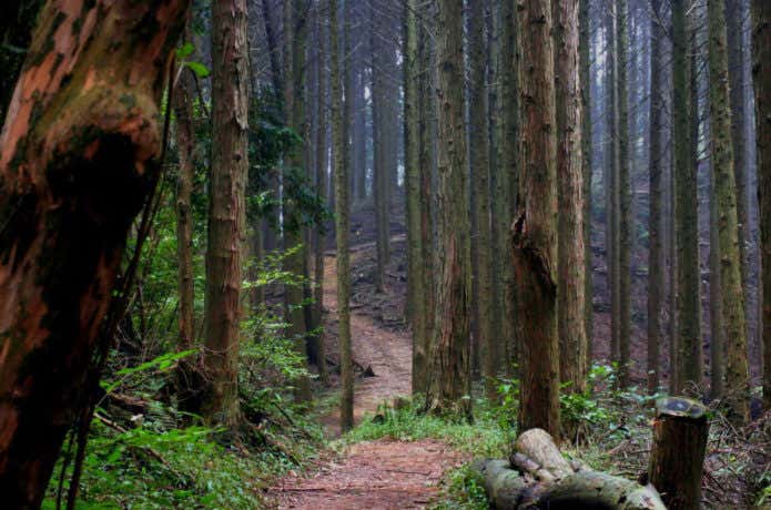 キレイな林道が続く