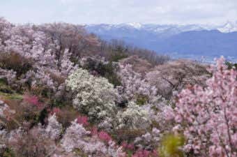 山に咲く桜