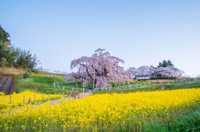 菜の花畑　三春滝桜