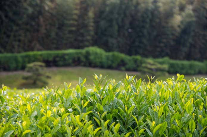 脊振山の茶畑