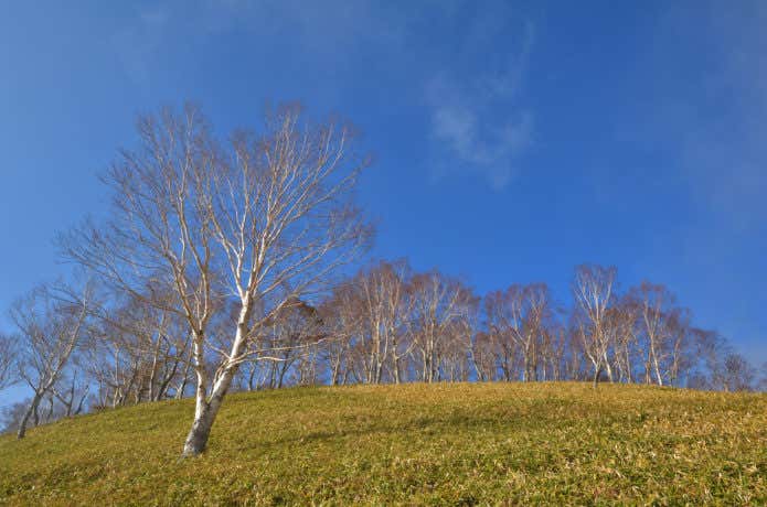 大平山中腹のダケカンバ