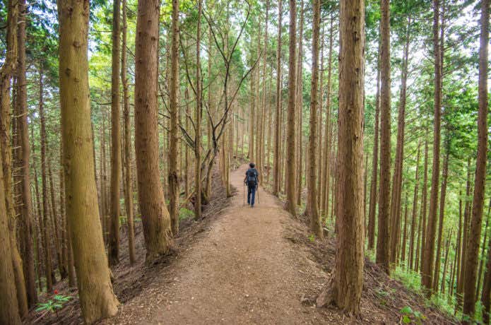 奥多摩登山者