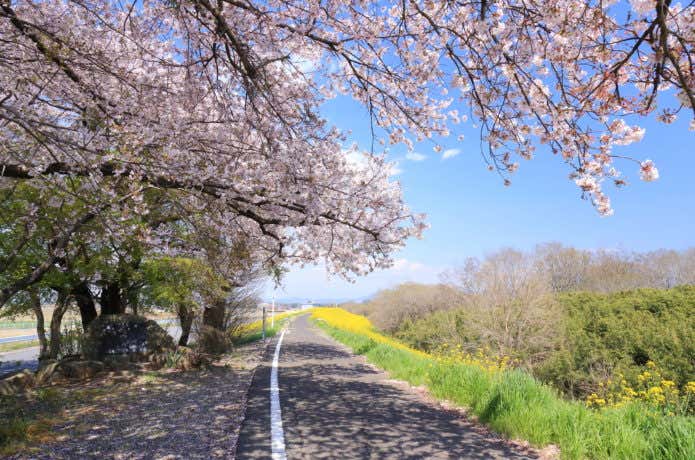 小貝川ふれあい公園の桜