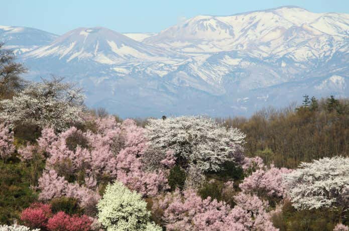 花見山公園山頂展望台