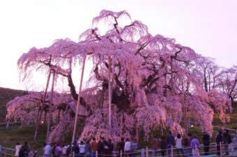 日本3大桜