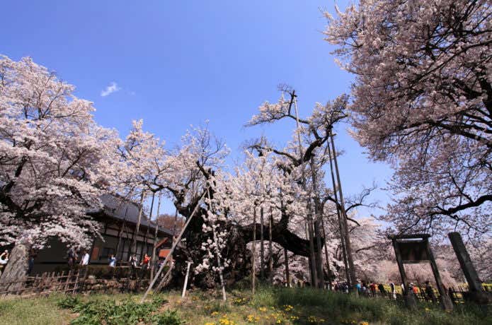 山高神代桜と実相寺