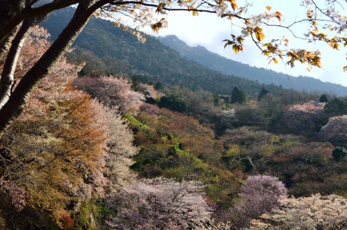 筑波山の桜　見どころ