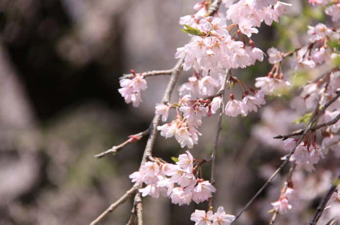 桜のアップ