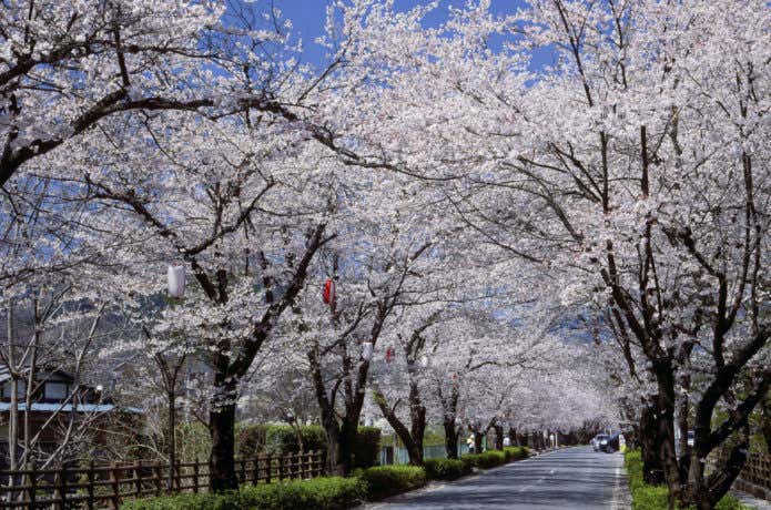 長瀞の桜並木