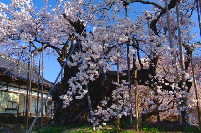 青空の下で咲く山高神代桜