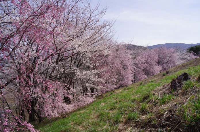 弘法山古墳の斜面に生える桜