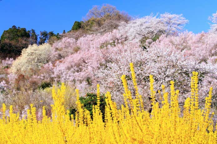 花見山公園 ピンクと黄色のコラボ