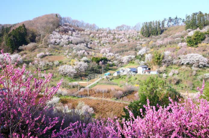 花見山公園の桜最盛期