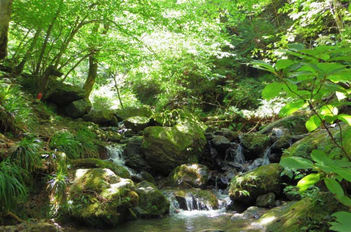 棒ノ折山の沢