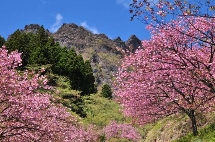 妙義山と桜のコラボレーション