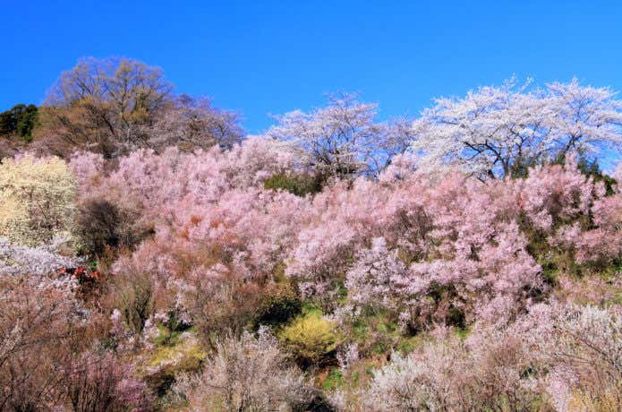 青空と花見山公園