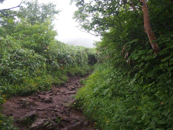ニセコアンヌプリの登山道