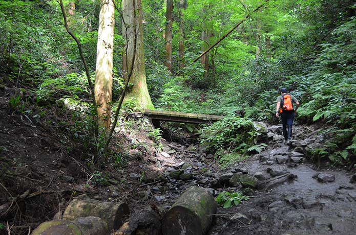 登山道を走るトレイルランナー