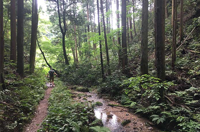 緑に囲まれた登山道を走る