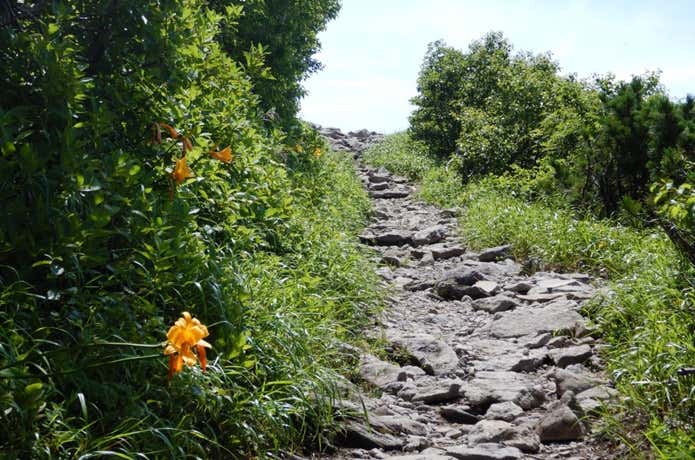ニセコアンヌプリ　登山道に咲く花