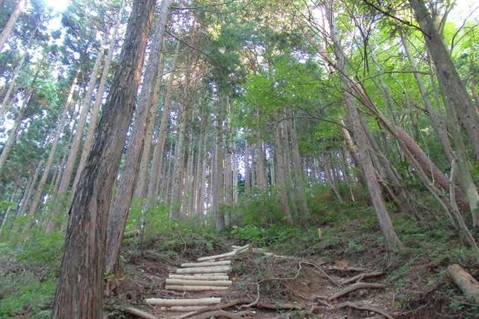 ダイヤモンドトレイル　登山道