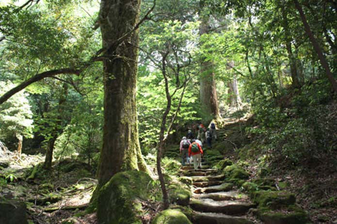 市房山 杉並木