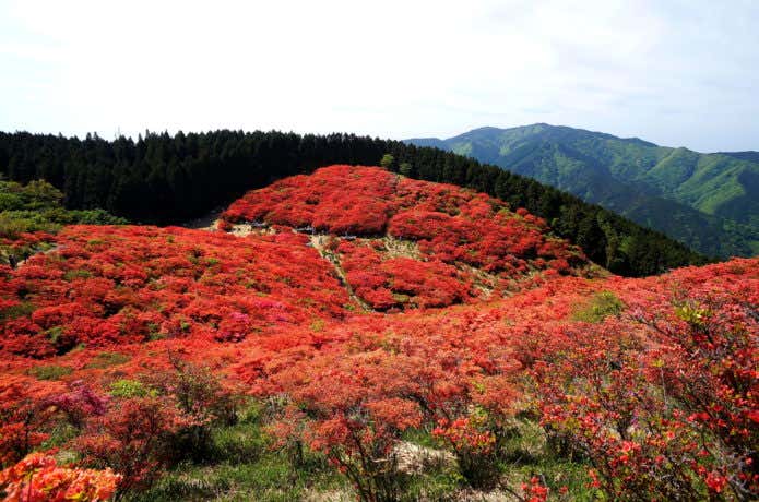 大和葛城山