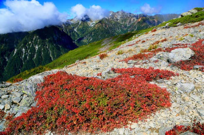 上高地の紅葉(蝶ヶ岳)