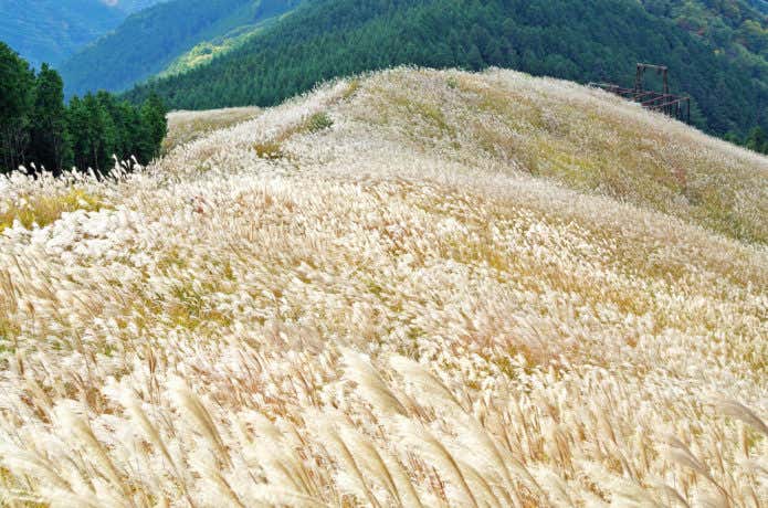 岩湧山のすすき