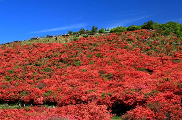 大和葛城山のつつじ