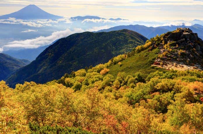 南アルプス・鳳凰三山薬師岳のダケカンバの黄葉と富士山