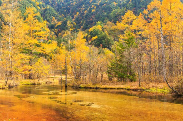 上高地の田代池の紅葉