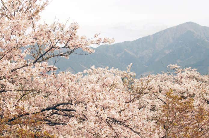 弘法山の桜