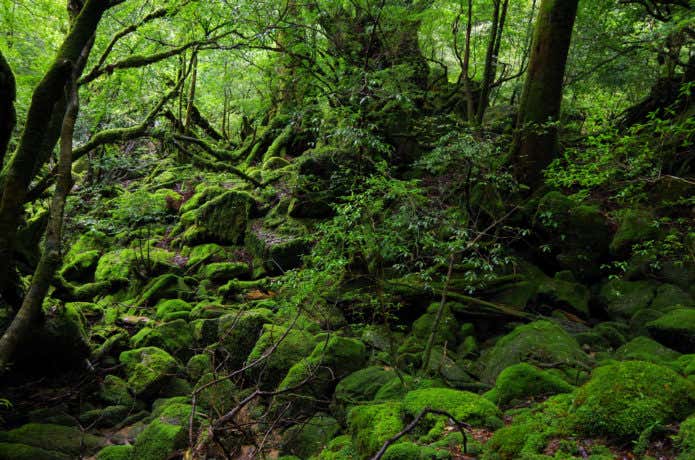 自然遺産に登録されている屋久島(富士山世界遺産)