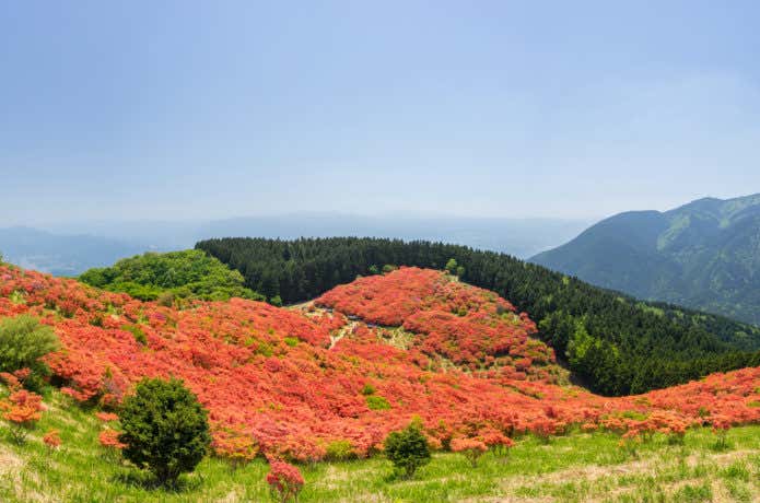 大和葛城山　ツツジの花畑