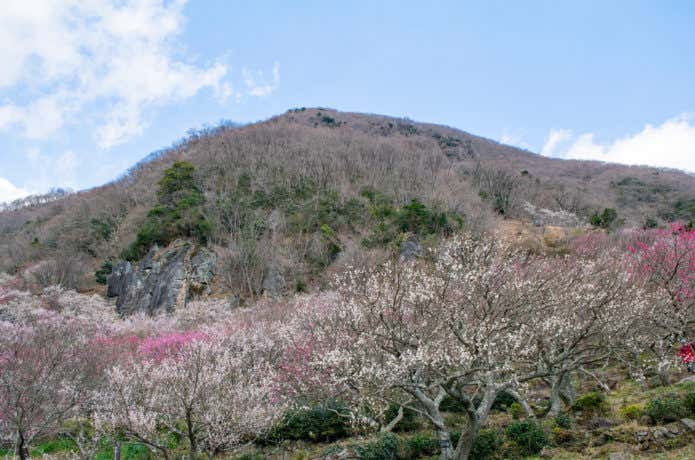 幕山