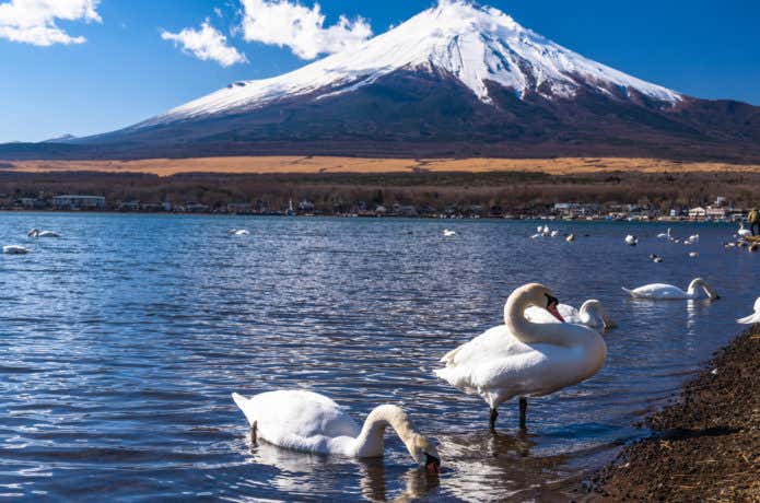白鳥が佇む山中湖と富士山