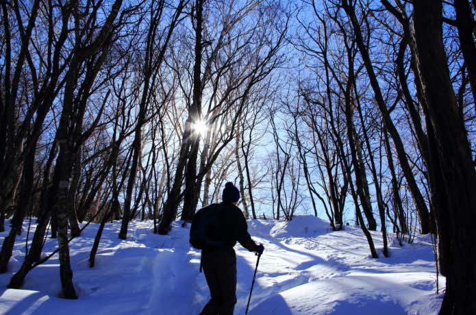 冬の林を歩く登山者