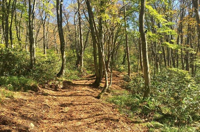 妙高山 登山道