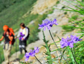 山の花と登山者