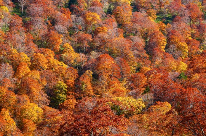 武尊山麓の紅葉