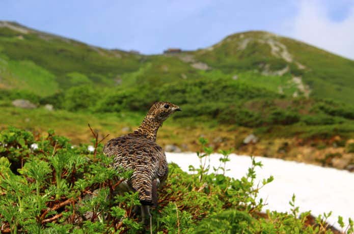 雷鳥 ライチョウ
